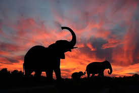 Éléphants en détresse